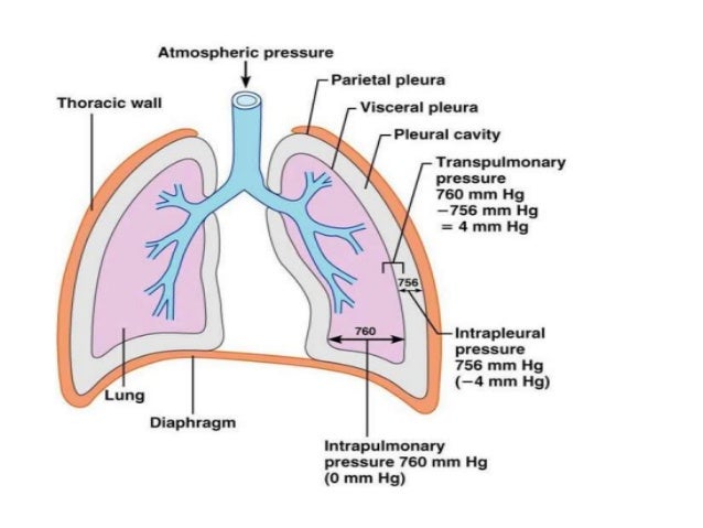 biomechanics of respiration explain the mechanism of breathing class 10